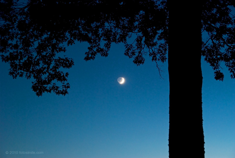Balsam Dusk