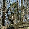Early Spring Woods