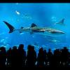 Kuroshio Sea
